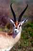 Foto: Gazelle